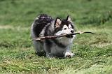 CHIEN FINNOIS DE LAPONIE 143